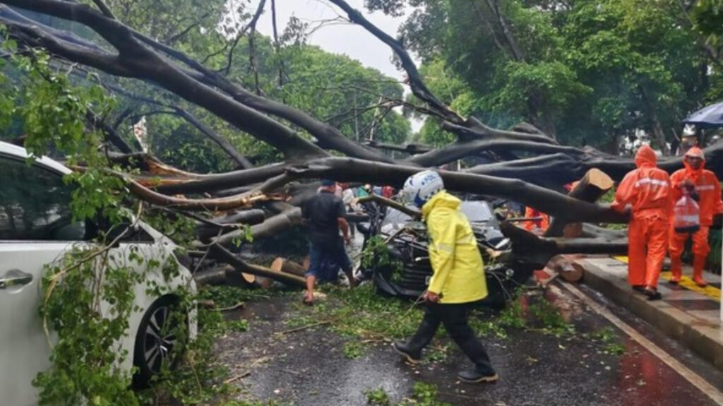 Pohon Tumbang Tewaskan Warga, Pemprov DKI Tanggung Jawab